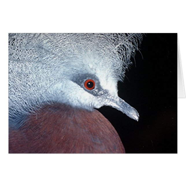 pigeon pigeon (Devant horizontal)