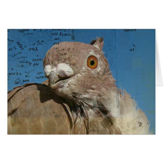 Pigeon Poetry (Front Horizontal)
