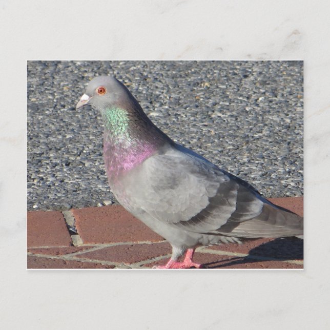 Pigeon Postcard (Front)