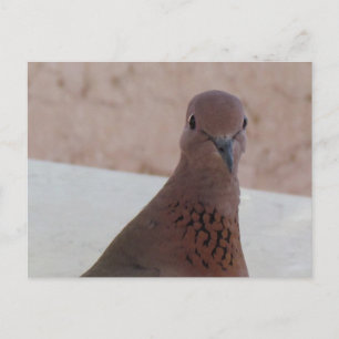 Pigeon postcard, customize postcard