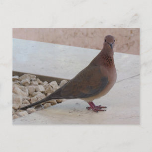 Pigeon postcard, customize postcard