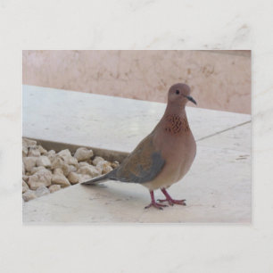 Pigeon postcard, customize postcard