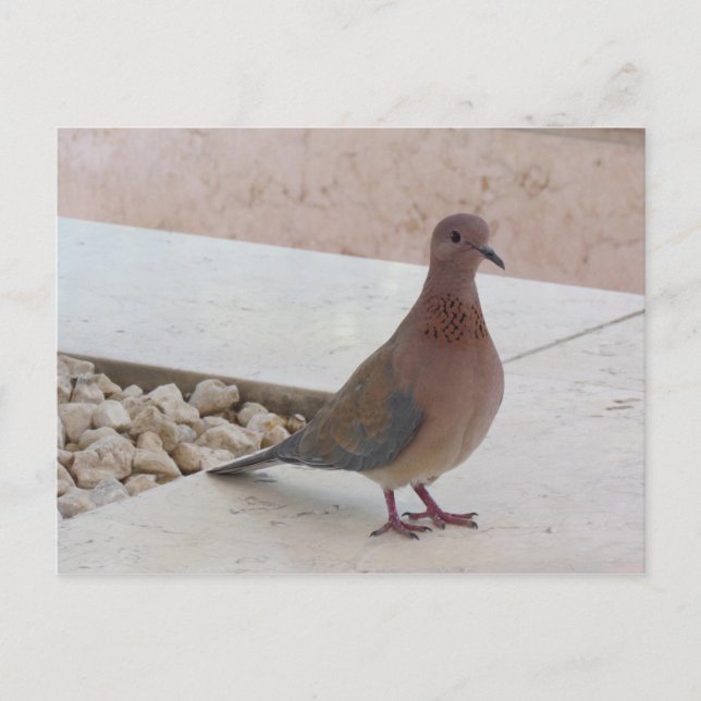 Pigeon postcard, customize postcard (Front)