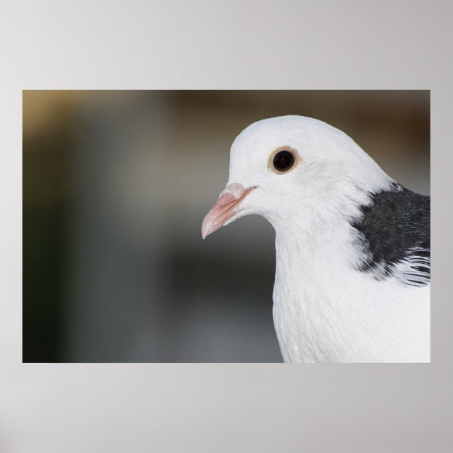 Pigeon Poster (Front)