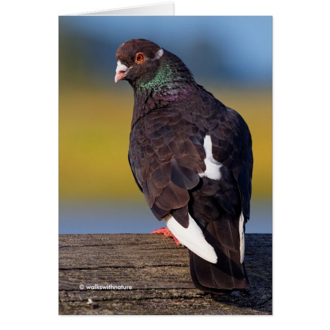 Pigeon Rocher domestique (Morph foncé) (Devant)