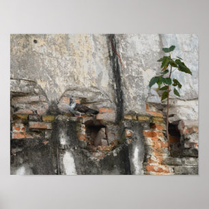 Pigeon Sitting on Torn Wall with Branch Poster