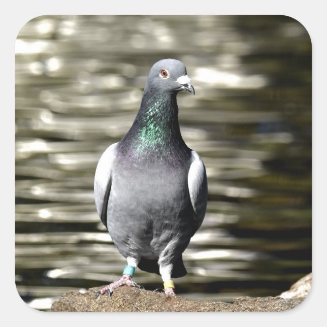 Pigeon Square Sticker (Front)