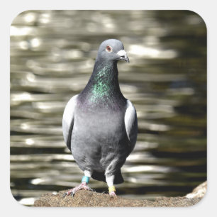 Pigeon Square Sticker