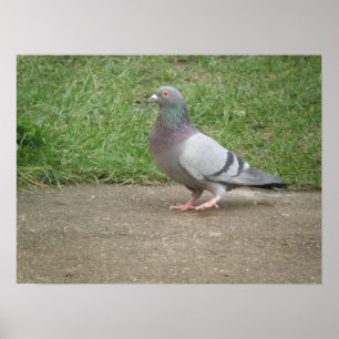 Pigeon Toed Poster