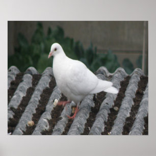 Pigeon Toed - White Pigeon Print