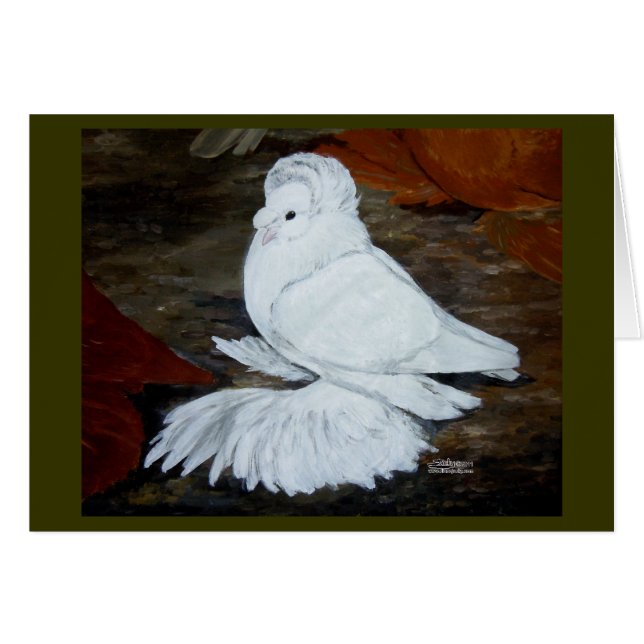 Pigeon trompette anglais blanc (Devant Horizontal)