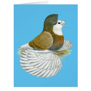 Pigeon Trompette AOC Baldhead