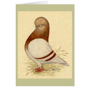 Pigeon Tumbler : LFCL Mealy