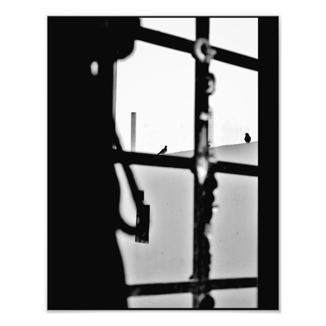 Pigeon View Photo Print (Front)