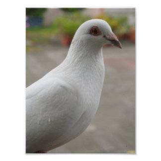 Pigeons blancs - élargissement de la photo