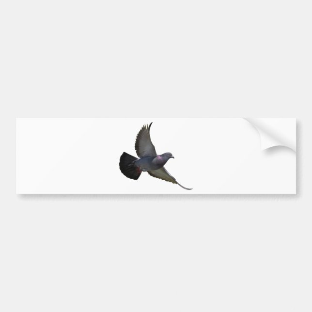 Pigeons Bumper Sticker (Front)