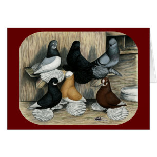 Pigeons de culbuteur ratés