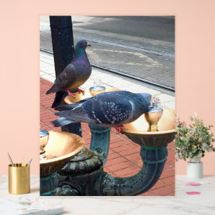 Pigeons de la fontaine de la ville