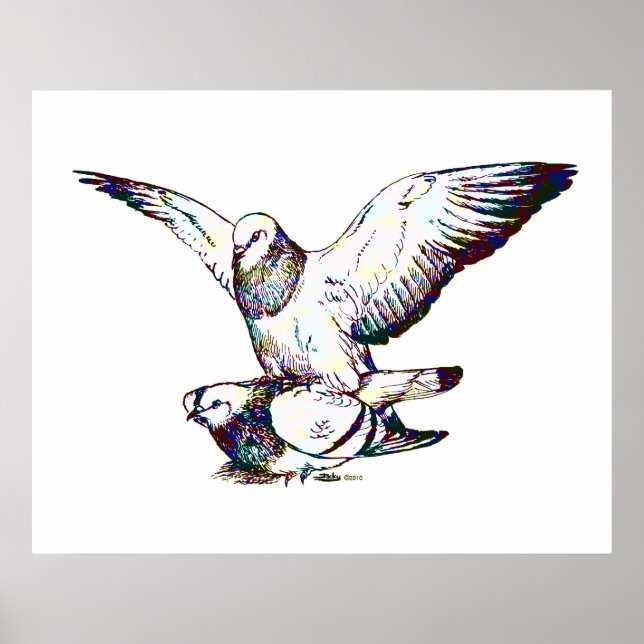 Pigeons Mating Poster (Front)