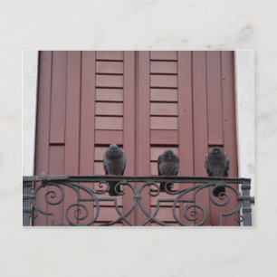 Pigeons on a balcony postcard