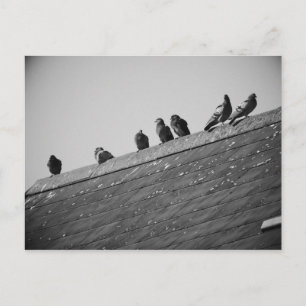 Pigeons on a Roof Postcard