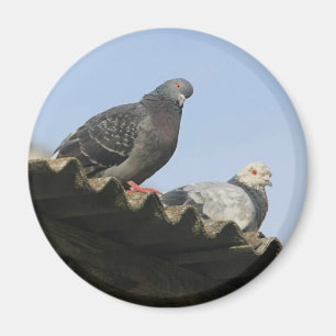 Pigeons on the roof. magnet
