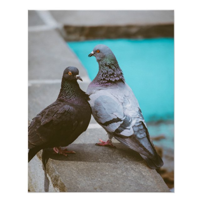 Pigeons Poster (Front)