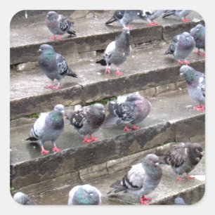 Pigeons Square Sticker