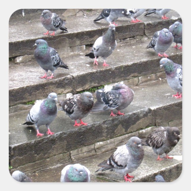 Pigeons Square Sticker (Front)