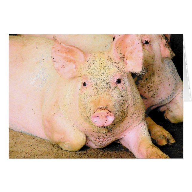 Piggy (Front Horizontal)