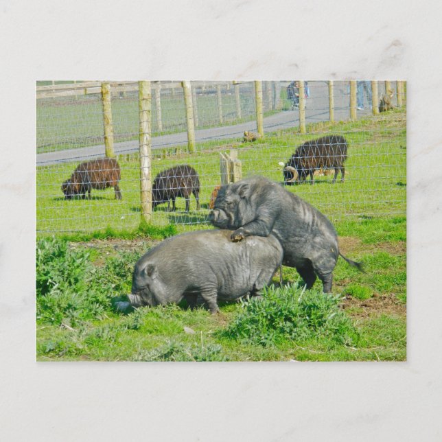 Piggy Back Ride Postcard (Front)