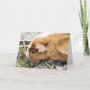 Piggy Card