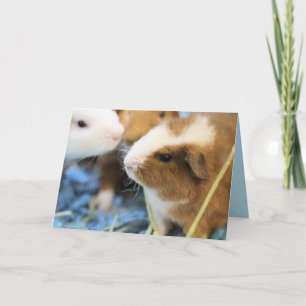 Piggy Card