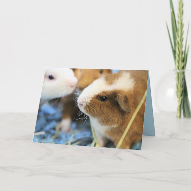 Piggy Card (Front)