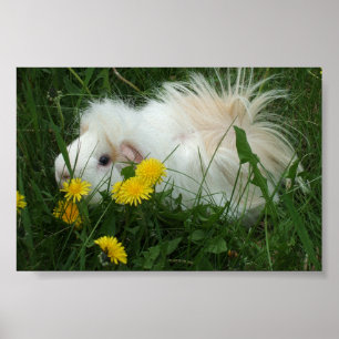 Piggy in dandelions poster