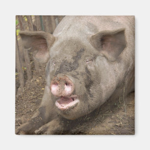 Piggy Magnet