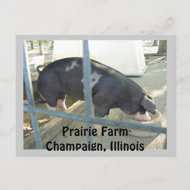 Piggy Post Card (Front)