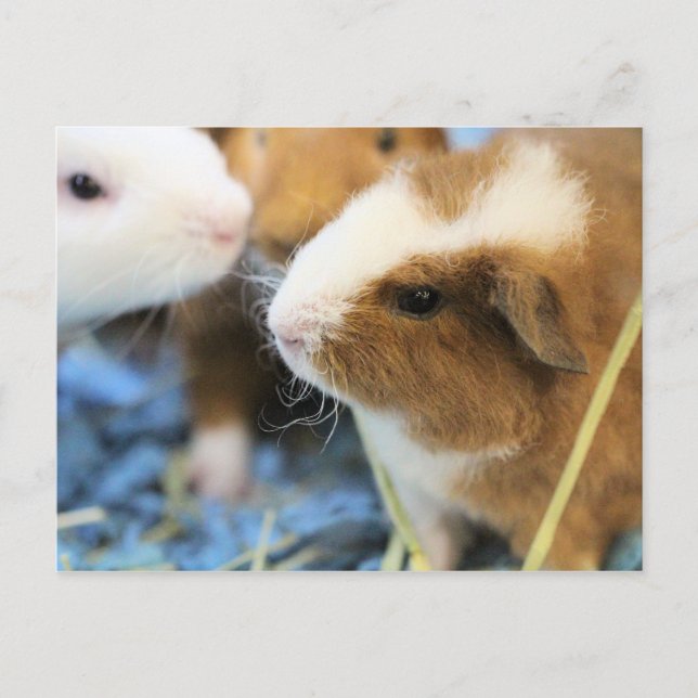 Piggy Postcard (Front)