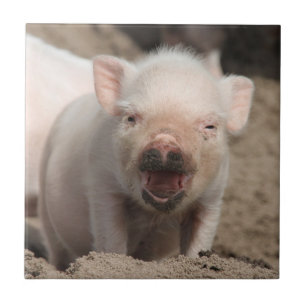 Piglet_2014_1101 Tile