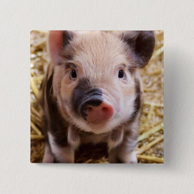 Piglet 2 Inch Square Button (Front)