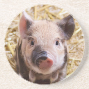Piglet Coaster