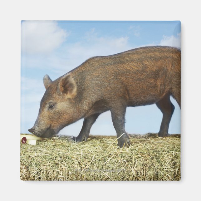 Piglet Eating Magnet (Front)