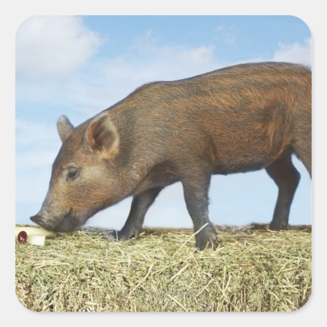 Piglet Eating Square Sticker (Front)