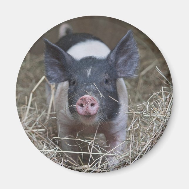 Piglet in Straw Magnet (Front)