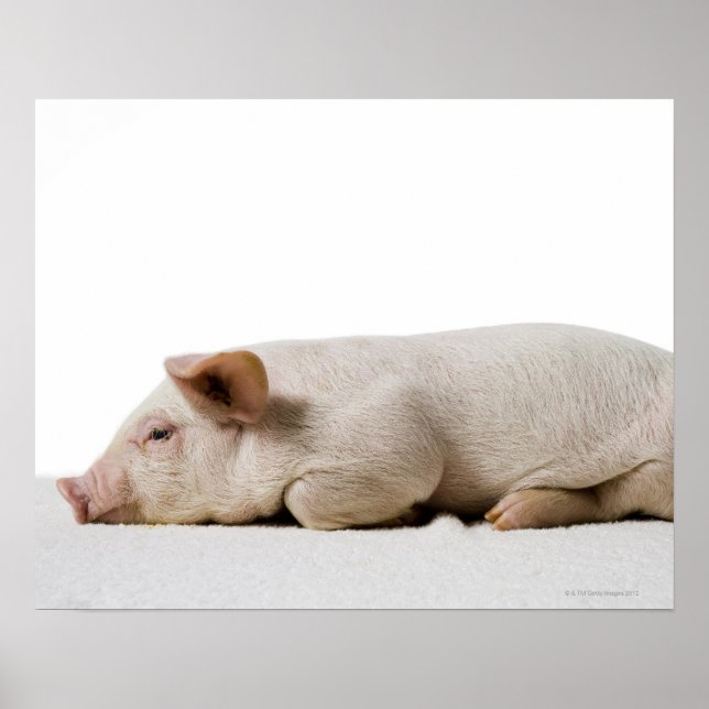 Piglet Lying Down Profile Poster (Front)