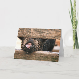 Piglet Nose Greeting Card - Blank Inside