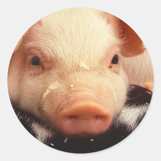 Piglet Pig Adorable Face Snout Classic Round Sticker (Front)