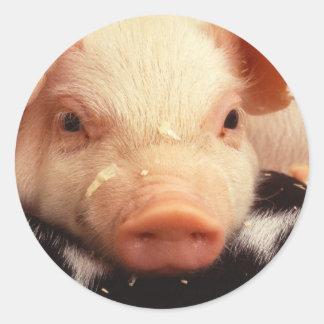 Piglet Pig Adorable Face Snout Classic Round Sticker