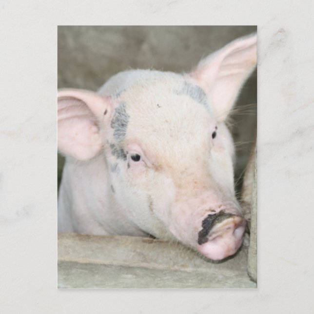 Piglet Postcard (Front)