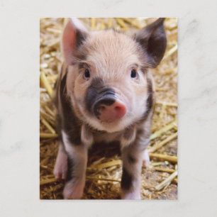 Piglet Postcard